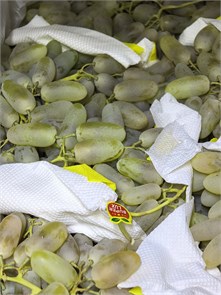 Виноград Дамские Пальчики 01082